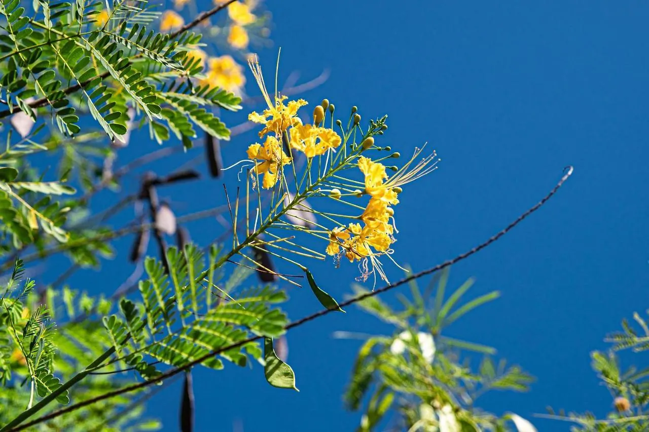 Villa La Plumeria Saint-Francois